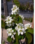 Amelanchier alnifolia Honeywood